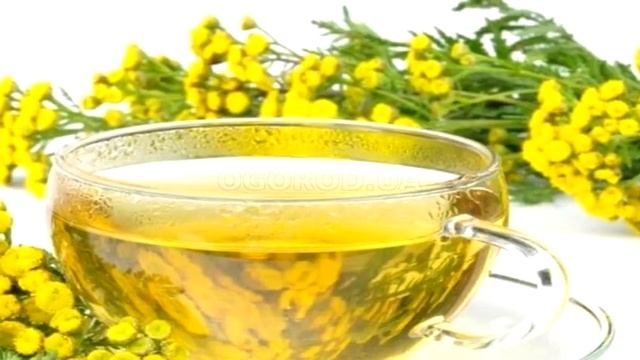 ГАСТРИТ, КОЛИТ , АРТРИТ, АРТРОЗ ЛЕЧИТ ПИЖМА ОБЫКНОВЕННАЯ