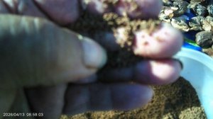 Приготовление вкусняшек для огородных тружеников