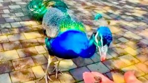 В парке павлина можно покормить прямо с рук, а обезьянки ждут вкусняшек❤️