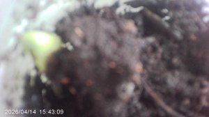 Обзор: Появился долгожданный всход кабачка сорта "Желтоплодный" (посев 30 марта)