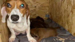 Ни поесть, ни поснимать щенят не дали