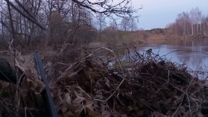 мужики выж на охоте, фигли вы на катере тудым сюдым и в лагерь приезжаете и стреляете?14-04-2026