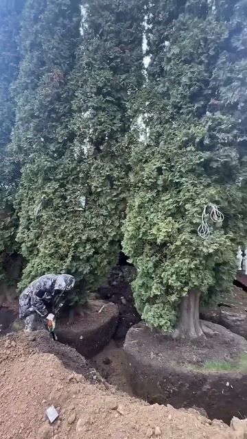 Как Копать Огромные Деревья ?  Озеленение Ландшафт Дизайн #ёлка #туя #саженцы #красота #сад