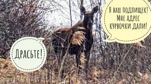 Лось Степан вычислил нас по айпи и пришёл пастись к нам в ручей