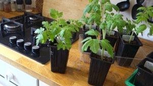 Обзор Рассады Томаты Перец Цветы 13.04.2026 Нижний Новгород