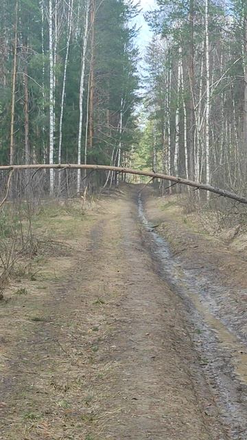 Весенний день в лесу