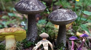 Шок! Сбор этих грибов теперь уголовно наказуем в 2026 году. Запреты, штрафы и список грибов.