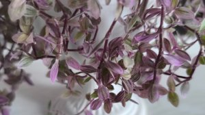 пересадка каллизии розовая пантера