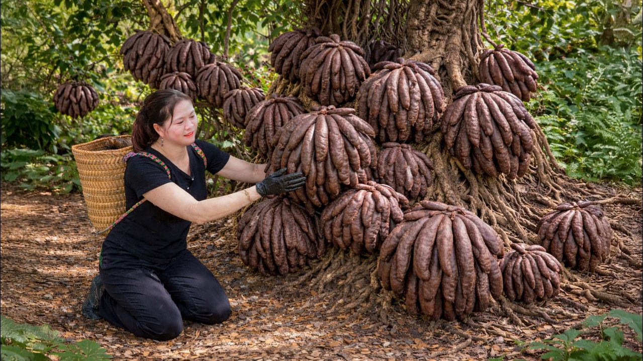 Сбор редких плодов дикого Будды. Традиционное деревенское блюдо.