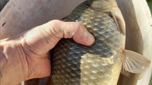 УЛОВ ЗАЧЕТНЫЙ КАРАСЬ 14 АПРЕЛЯ. 2026.