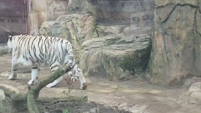 GQAA7594 Видео от Ивана 14.04.2026