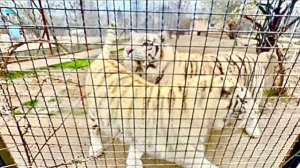 Скоро в парке создадут пару белых тигров, которая может родить белых тигрят почти без полосок❤️