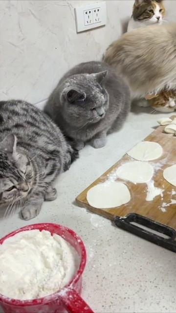 Смешные коты #118-3