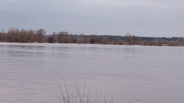 Уточки на Оке ( 14 апреля)