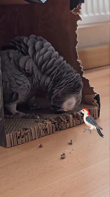 Поведение жако