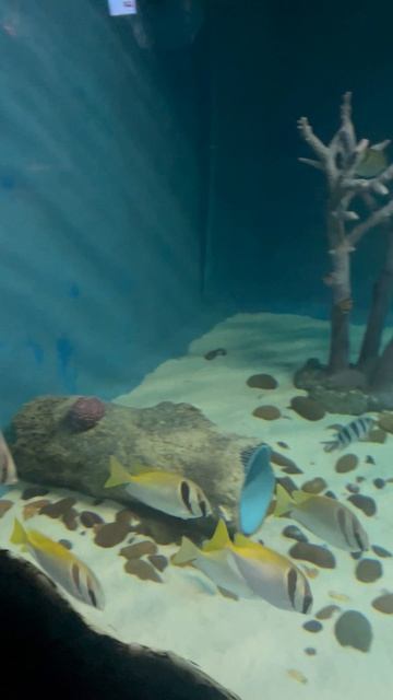 Рыбки в океанариуме ч.26