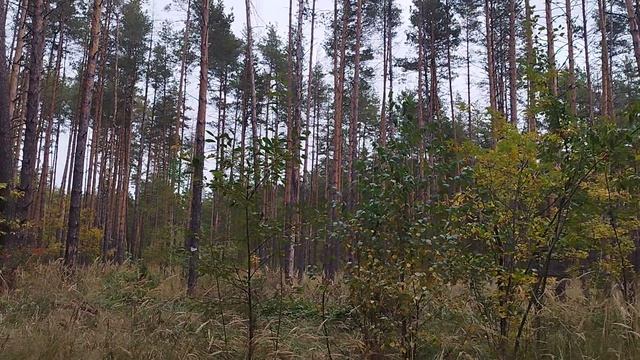 осенний лес