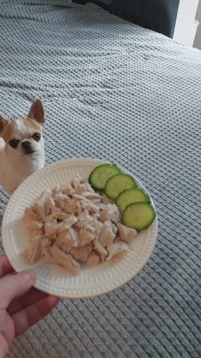 ЧихуахуаРедиЗАВТРАК В ПОСТЕЛЬ