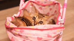 ЗАРЯДИЛСЯ? Бенгальский котенок не выключается 😼