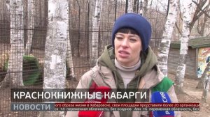 Краснокнижные кабарги. Новости. 14/04/2026. GuberniaTV