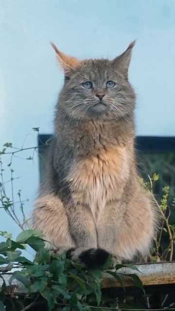 Китайская горная кошка — один из самых скрытных хищников в мире