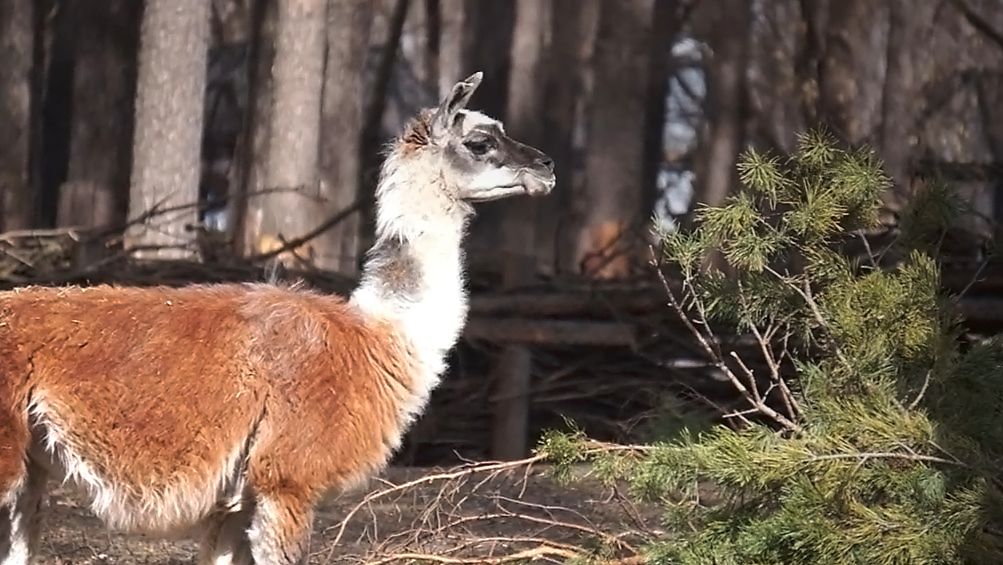 Веселые, солнечные ламы и верблюдица Рози в открытом вольере радуются весне.