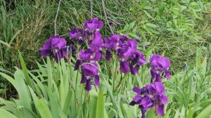 10-12 апреля 2026. С праздником Святой Пасхи! Но, и сезонные работы  в саду-огороде никто не отменял