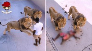 75 Брутальных поведений животных попавших в объектив камеры.