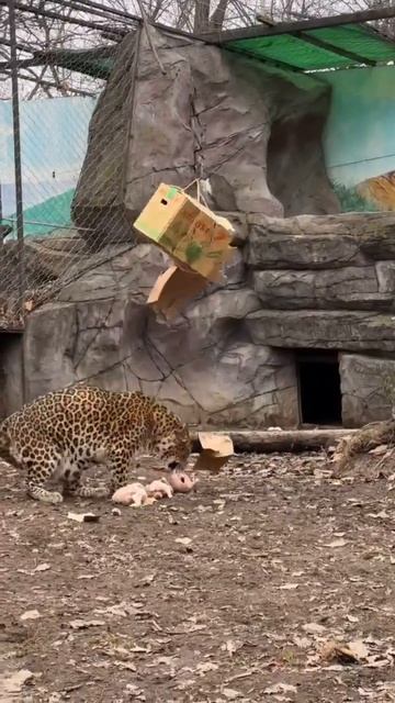 Ожидание: Опасный хищник. Реальность: Любитель обнимашек!