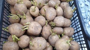 Картофель. Важно. Репродукция картофеля для посадки. Увеличиваем Урожай.