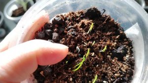 Растения альбинос