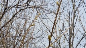 Пчёлки на вербе.