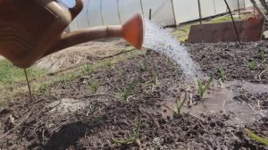 Внесите это в апреле под клубнику чеснок смородину. Подкормка идеально работает по холодной земле!