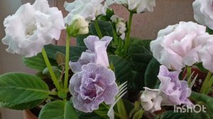 вы только посмотрите на эту красоту 🤗БЕЛЫЕ ОБЛАКА ГЛОКСИНИЙ ❤🤗🤗