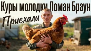 Куры Ломан Браун