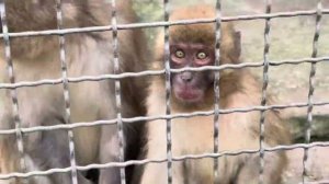 Павлины в парке уже во всю МЕРЯЮТСЯ ХВОСТАМИ, а этот улыбчивый самец макаки просто очаровашка❤️