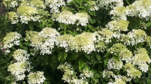 2315.  Гортензию в грунт! Как? ВПЛ.