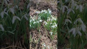 Дафны на севере Ленинградской области