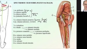 Крестцовое сплетение: формирование и топография ветвей