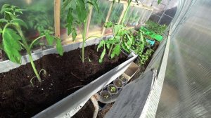 Сколько пикировок необходимо для томатной рассады