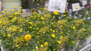 🌸🌸🌸🌼🌼🍀🌺