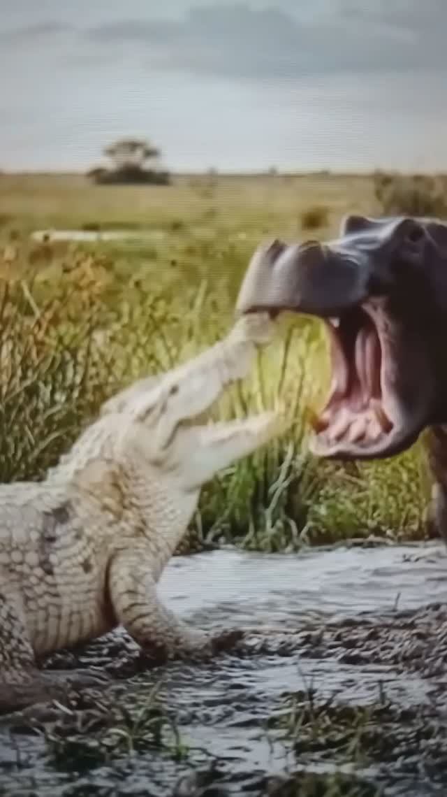Схватка крокодила с бегемотом😯😮