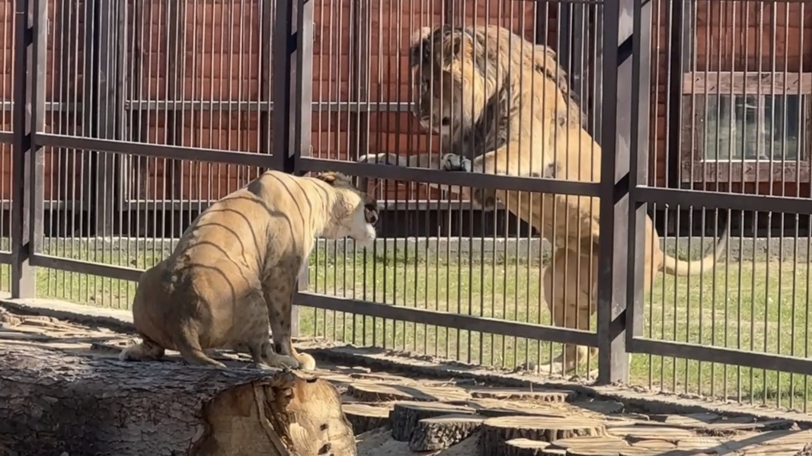 Киара в гостях у Шерхана!