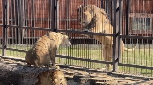 Киара в гостях у Шерхана!