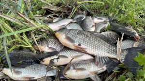 ЛОВЛЮ КАРАСЯ В КАМЫШЕ НА БОКОВОЙ КИВОК!