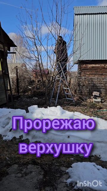 Обрезаю яблоню