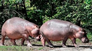 Бегемотов Эскобара в Колумбии решено усыпить