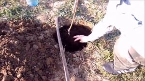 Как правильно посадить яблоню. Видео как посадить яблоню.