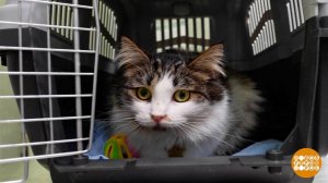 Котик, добро пожаловать в переноску! Доброе утро. Фрагмент выпуска от 14.04.2026