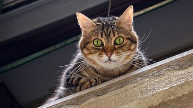 Первая кошка